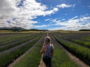 Lee at the lavender farm on the way to Mt Cook in the canterbury region new zealand